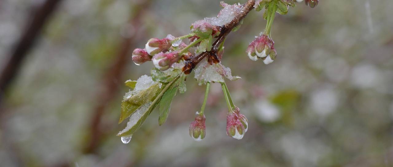 Sprememba vremena: Ohladitev in padavine, konec tedna možna slana