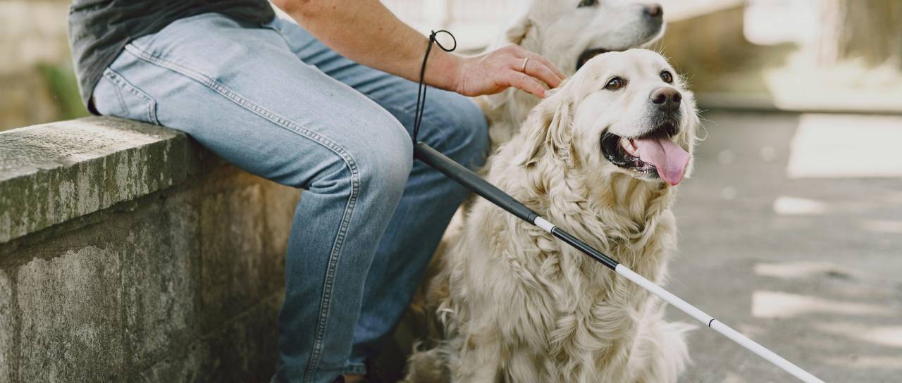 »Oči na štirih tačkah«: Psi vodiči opravljajo zahtevno delo, kako se pravilno obnašati v njihovi bližini?
