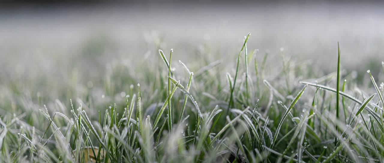 Zjutraj možna slana: Kako zaščititi vrt pred nizkimi temperaturami?