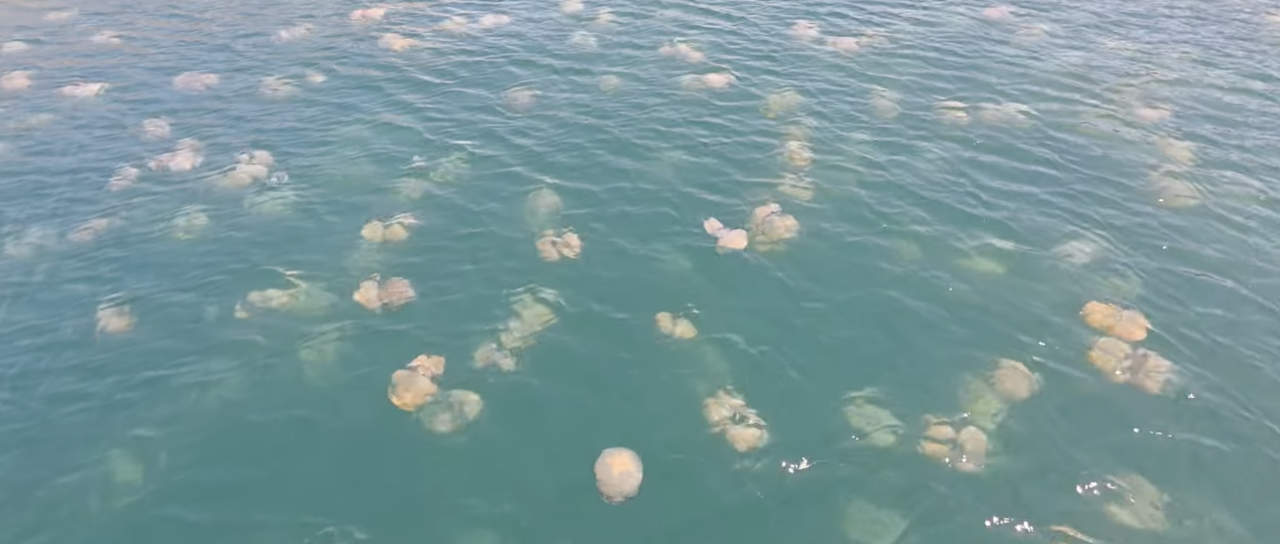 VIDEO: Nenavadni prizori v Jadranu, poglejte, kakšna invazija meduz
