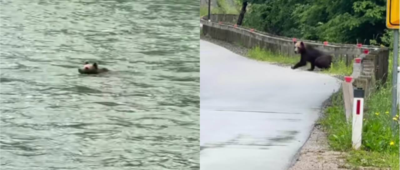 VIDEO: Srečal medveda, ki je preplaval 'mejo Kolpo' in prišel v Slovenijo