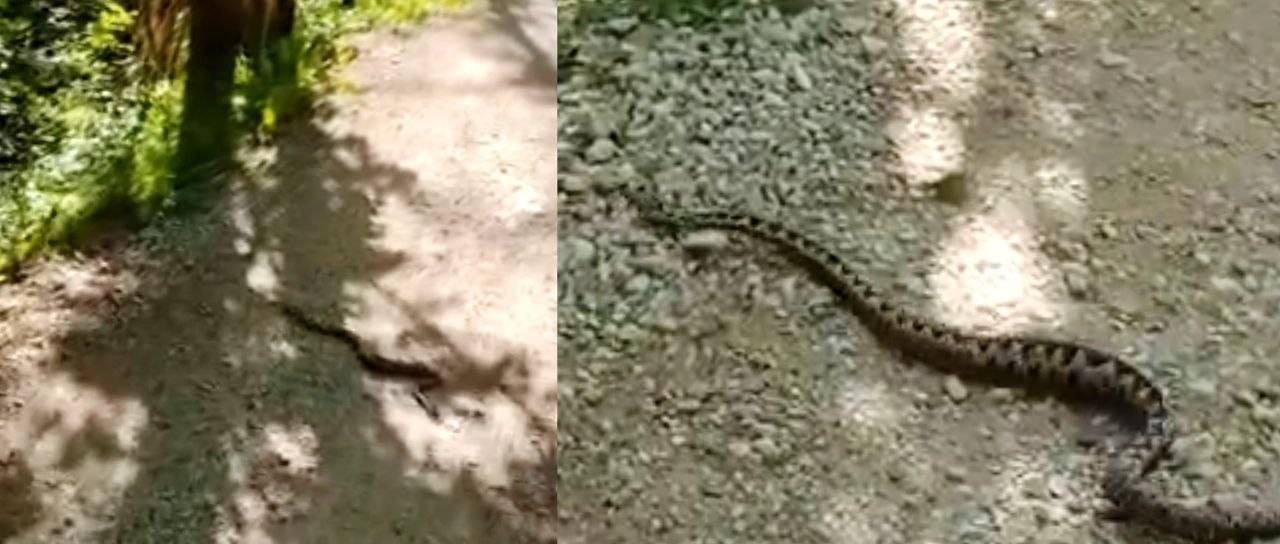 Pozor na Razgledni poti: Mimoidoči posneli modrasa, ljudje v strahu