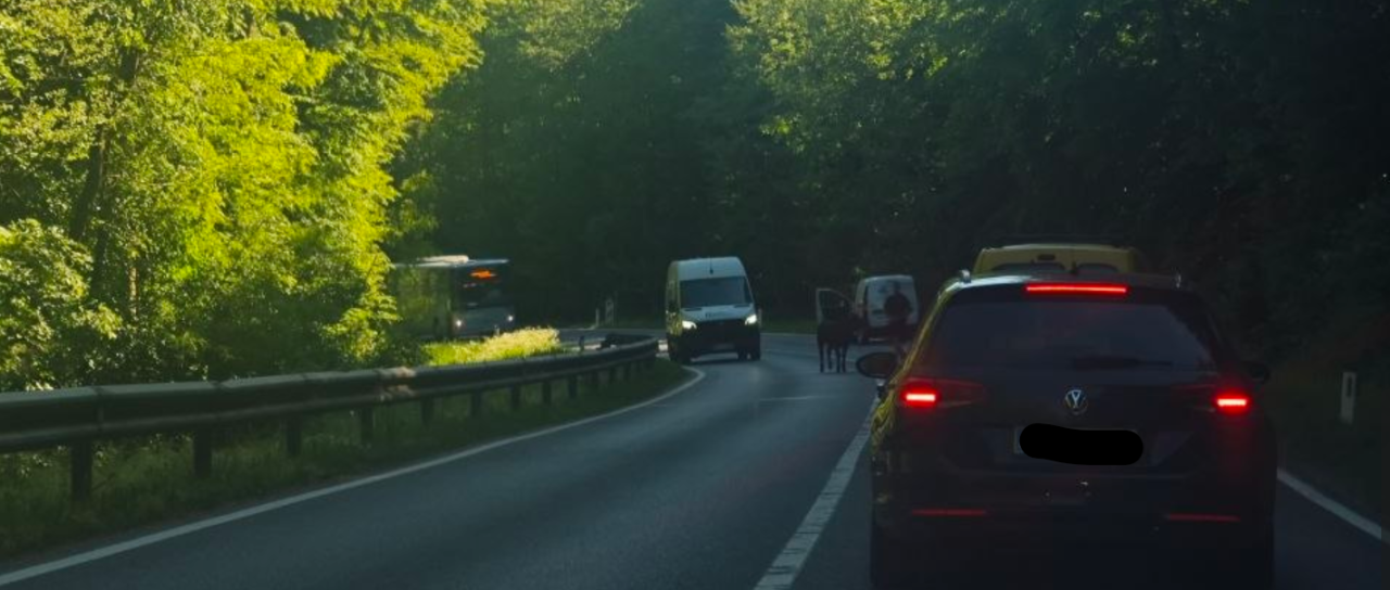 FOTO: Po cesti lovili pobegle teličke
