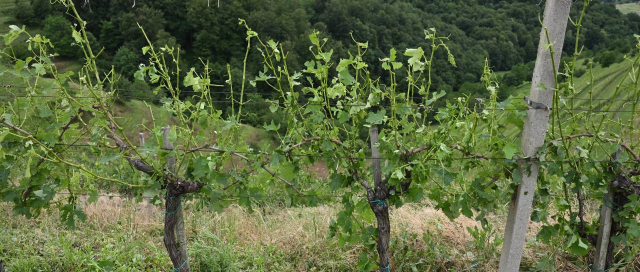 Po toči šteje vsak dan, KGZS Ptuj z napotki za kmetovalce