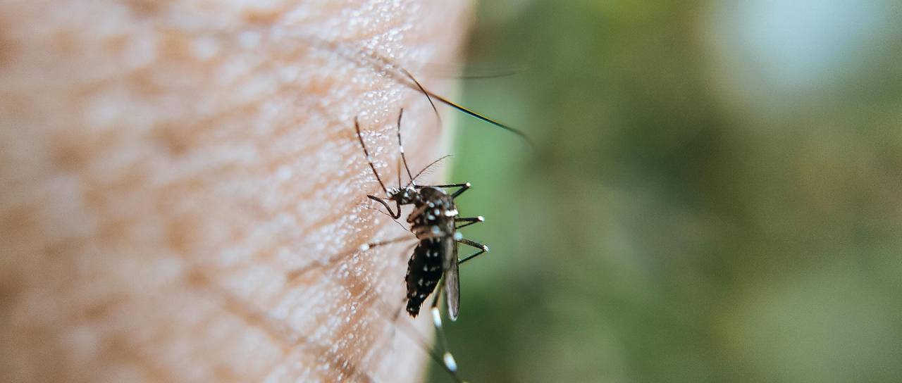 Urad za kemikalije: Povečano število komarjev še ni razlog za uporabo insekticidov na prostem