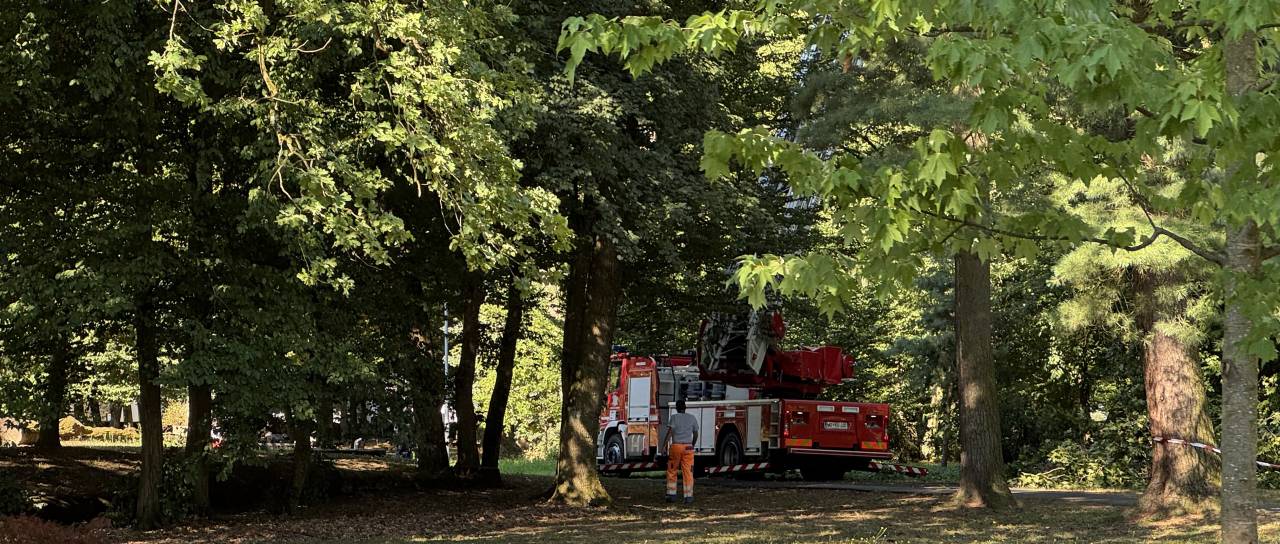FOTO: Začelo se je odstranjevanje gnezd v soboškem parku