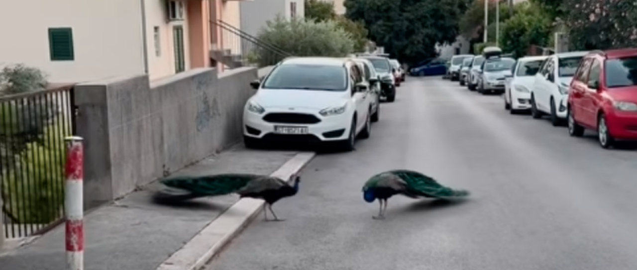 VIDEO: Neverjeten prizor na Hrvaškem, po ulici sta se sprehajala nenavadna lepotca