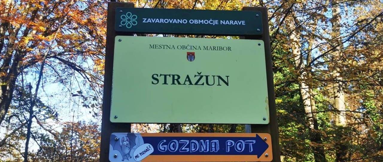 Bi lahko v Stražunskem gozdu prepovedali avtomobile? To pravi mariborska občina