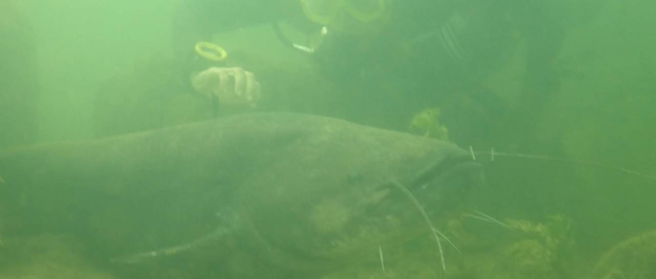 Kolpa in Krka skrivata velikanska bitja, dosežejo tudi preko dveh metrov