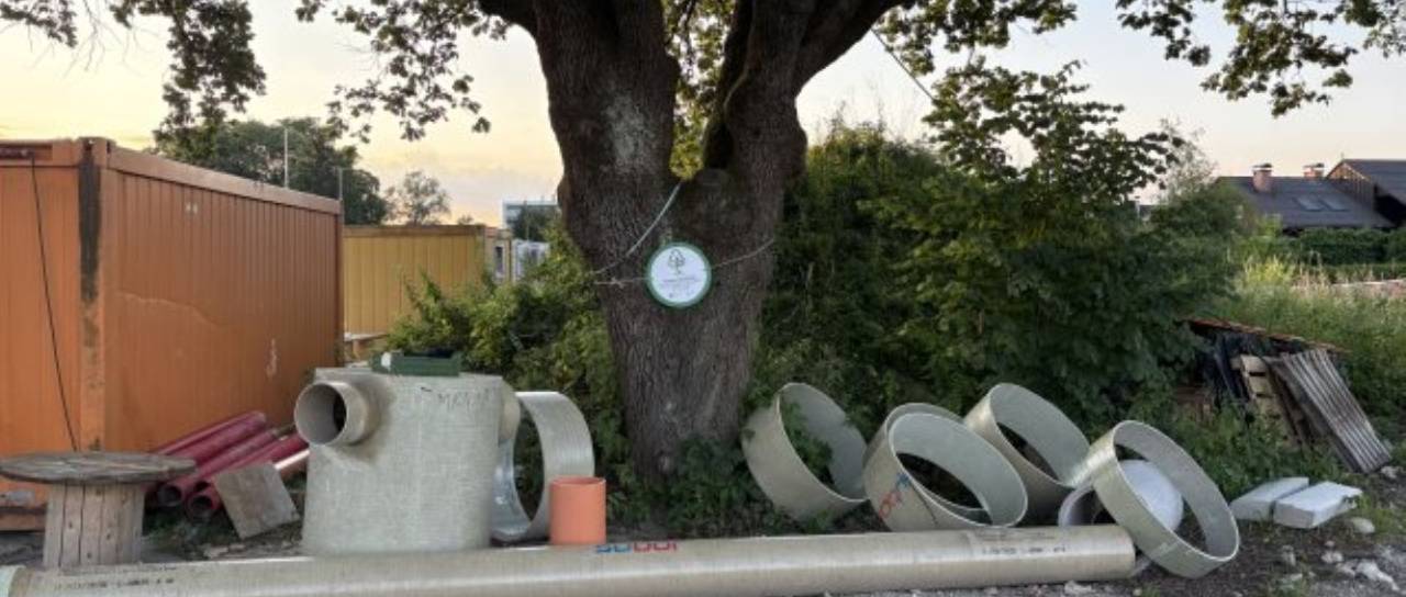 Drevo leta sredi del na Barjanski: Občina zdaj preverja zaščito ljubljanskega ponosa