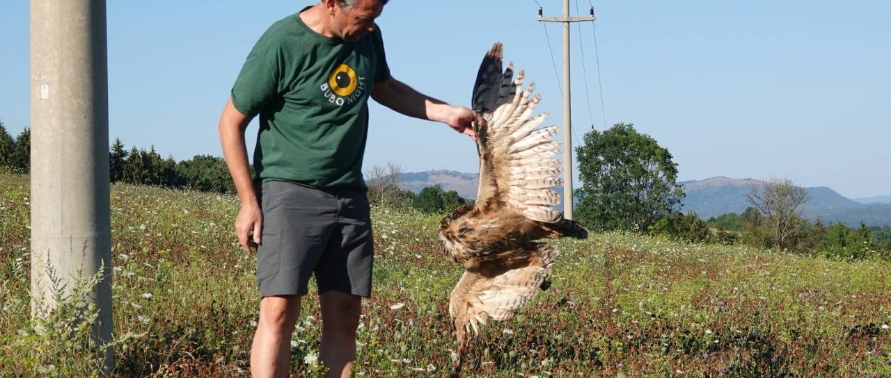 FOTO: Na travniku našli odtrgano perut redke ptice, iskanje razkrilo še več žrtev