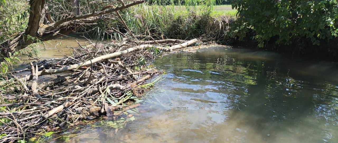 Dolenjca, ki podira bobrove jezove, so prijavili inšpektoratu:  Društvo zaščitilo bobre, ki jih opišejo kot ' čisti božji dar'