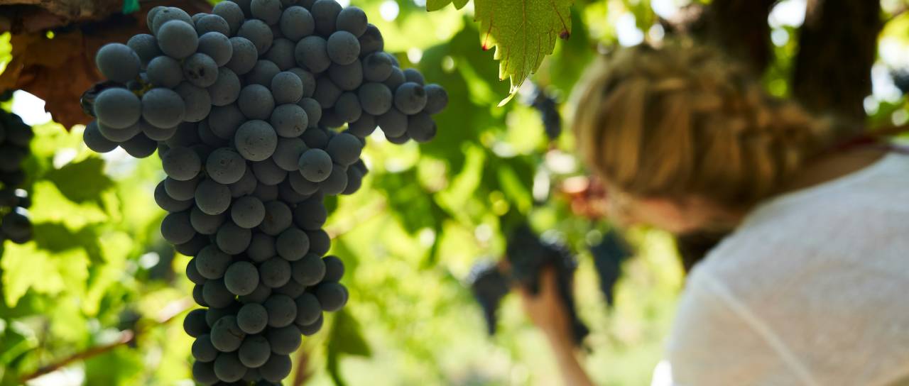 Sezonsko delo je v polnem zamahu: Preverite, kje v bližini potrebujejo dodatne roke