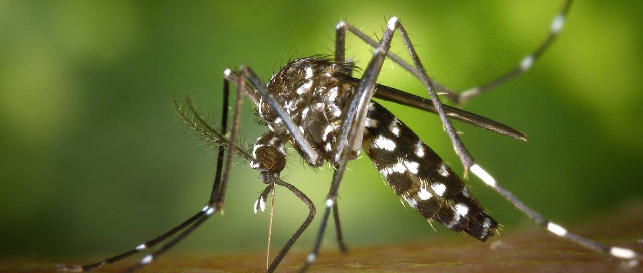 Nevaren virus se širi po Evropi: V Makedoniji že pet mrtvih, v Grčiji kar 13