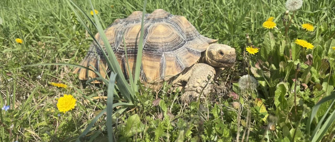 V Kopru pogrešajo 20-kilogramsko afriško želvo, najditelju nagrada