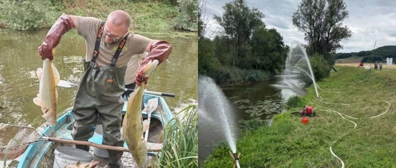 Več kot deset ton poginulih rib v jezeru Pristava, kaj se je zgodilo?