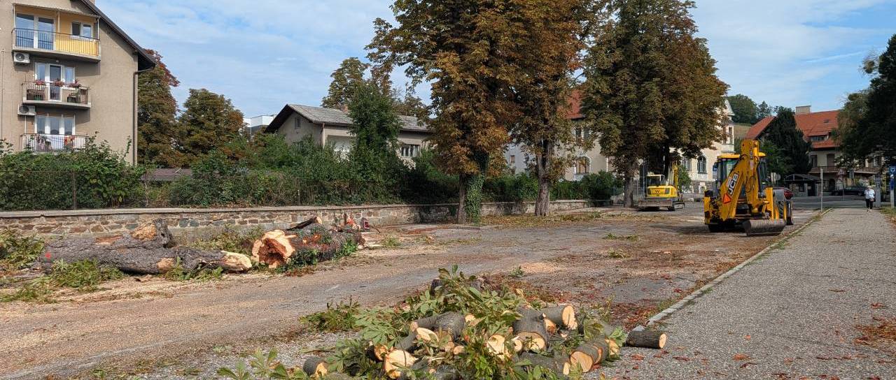 Sedem kostanjev je padlo, posadili jih bodo 13: A kdaj bodo zares nadomestili stari drevored?