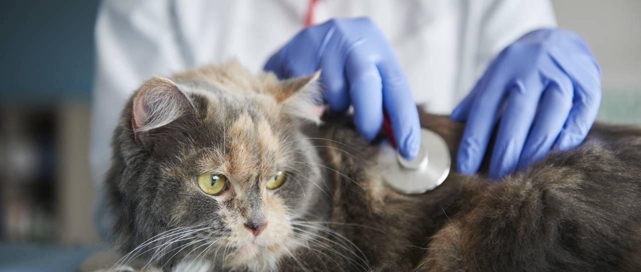 Veterinarska