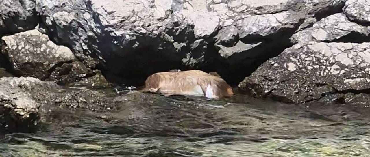 FOTO: Prizor, ki je pretresel mnoge: na Krku v morju našli poginule srnice