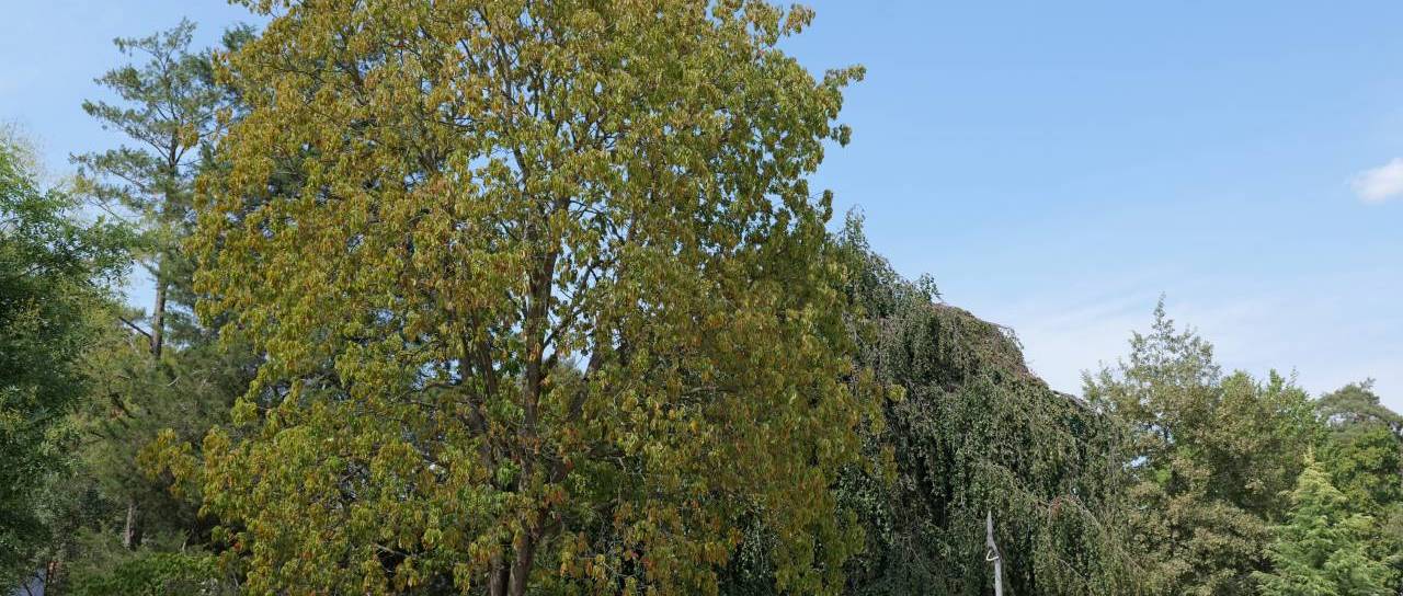 Meteorološka jesen le na koledarju, vrača se huda vročina