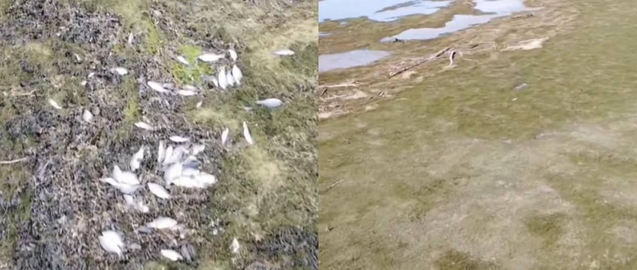 Množičen pogin rib v Ormoškem jezeru, ribiči zahtevajo odgovore: »Takšni prizori se ne smejo ponavljati«