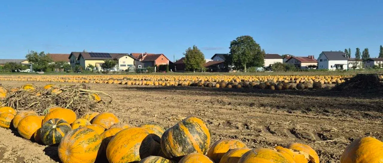 FOTO: Bučna polja v Pomurju privabljajo poglede