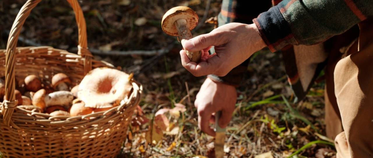 Slaba novica za gobarje na Goričkem! Letošnja sezona pod velikim vprašajem