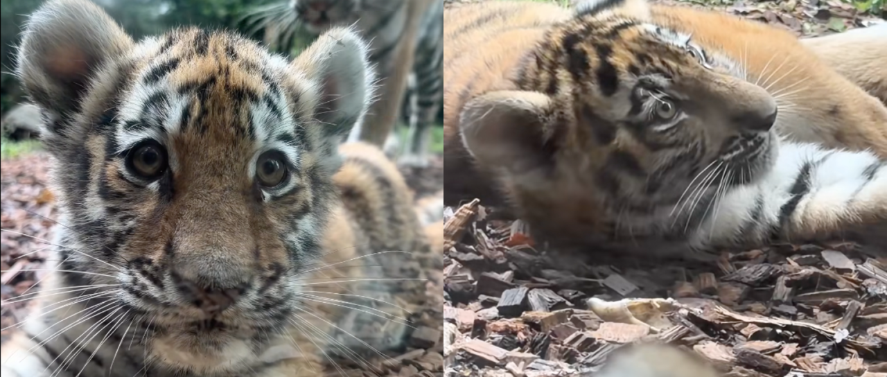 VIDEO: Te tri kosmatinke v Ljubljani kradejo poglede, zdaj prihajajo povsem blizu