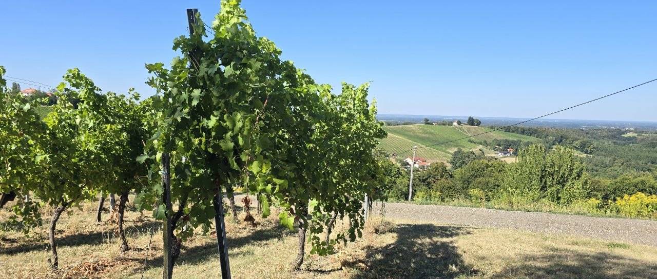 Jesen v Halozah že petič: Pet jesenskih sobot vina, kulinarike in razgledov, ki privabljajo obiskovalce