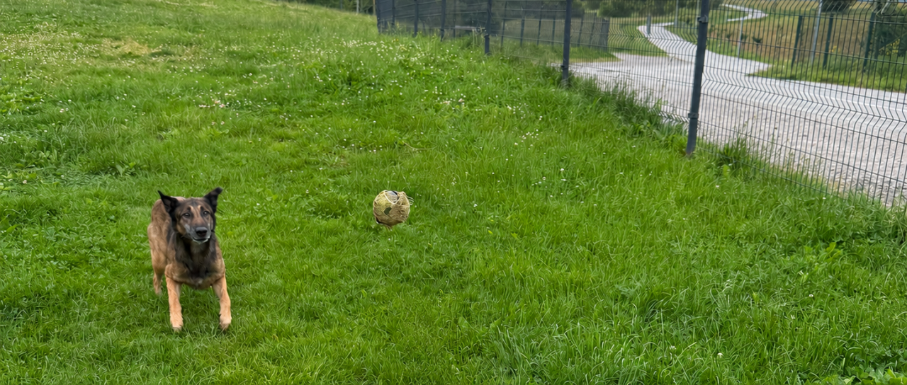 Bo Kočevje dobilo še en pasji park? 