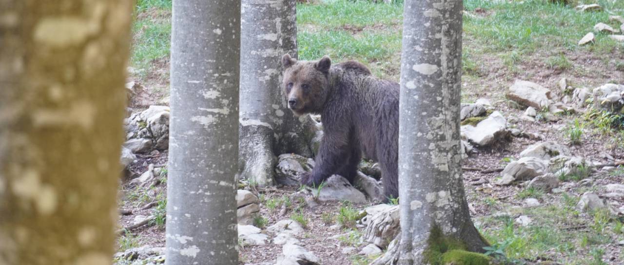 Pohorje kliče gobarje, a previdno: Lovske kamere zaznale medveda, tam živijo tudi volkovi