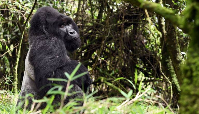 Potopisno predavanje: AFRIKA – od veličastnih Viktorijinih slapov do goril med Zambijo in ZImbabvejem, popotnik in fotograf Tadej Bolta