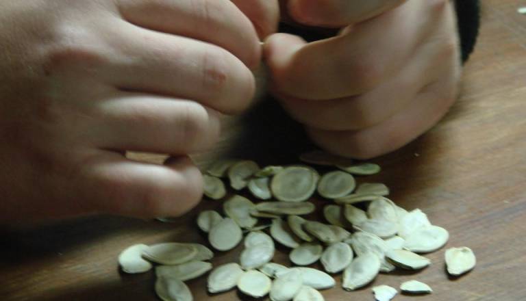 Lüjpanje tikvinoga semena