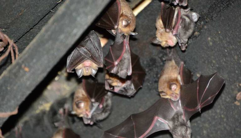 Dan odprtih vrat razstave PreŽiveti z netopirji