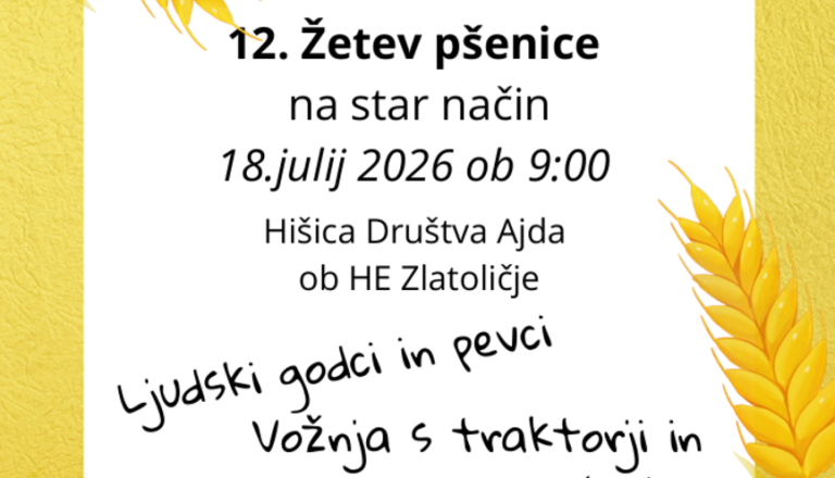 12. žetev pšenice