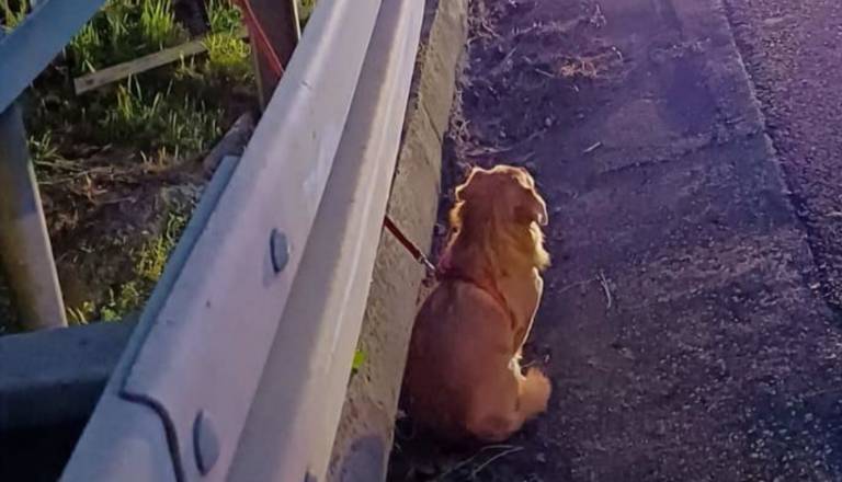 Ganljiv prizor na avtocesti: Gasilci reševali voznika, pes ostal ob avtomobilu in žalostno opazoval