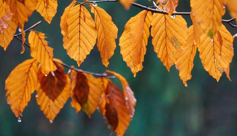 Naše kraje prešla hladna fronta z močni nalivi in sunki vetra
