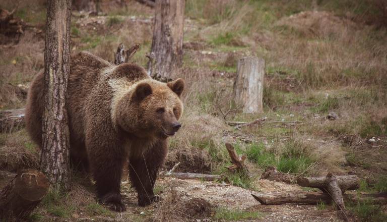 Previdno, v tem tednu že drugo srečanje medveda v okolici Ljubljane!