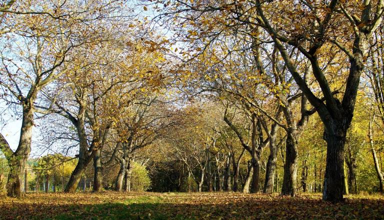 VIDEO: Družinski spor zaradi meje: Eden porezal orehe, drugi z motorno žago nad 53 trt