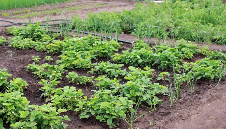 Katere rastline pustiti na gredah in zakaj počitek koristi zemlji?
