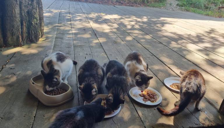 Pohorske muce ne bodo ostale brez zavetja. Marprom pred časom nabavilo mini mačje 'hotele'