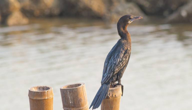V Prlekiji dobili dovoljenje za odstrel kormoranov