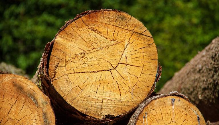 44-letnik umrl med podiranjem smreke