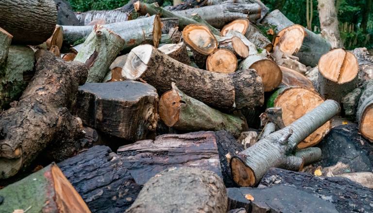 Soboška občina prodaja les za sekance in drva, takšna je cena