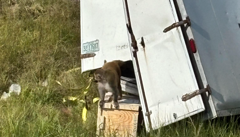 Opica, okužena s hepatitisom, herpesom in covidom, na begu, oblasti: »Nevarna je!«