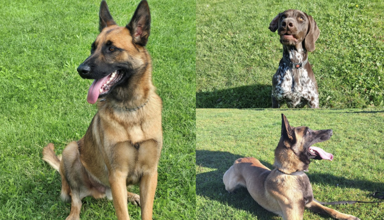 Upokojeni pasji junaki Max, Orkan in Ran iščejo topel dom