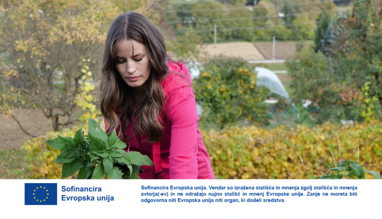 Ste vedeli? Koprive so lahko naravno gnojilo in škropivo