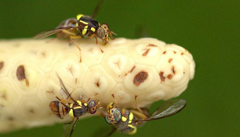 Nevaren škodljivec odkrit v bližini, ogroža sadje in zelenjavo