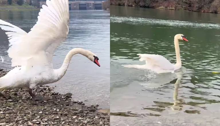 Zdravljenje obrodilo sadove: Še dva laboda vrnili v reko Dravo