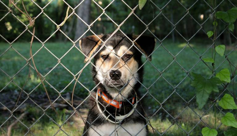 Konec trajnega privezovanja psov na verige, tako visoke so kazni za kršitelje